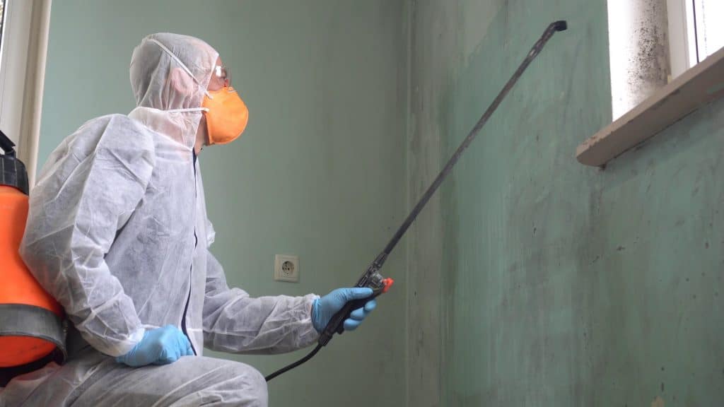 Professional mold remediation specialist conducting inspection